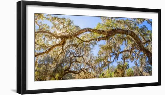 Low angle view of Spanish Moss tree (Tillandsia usneoides), Florida, USA-null-Framed Photographic Print