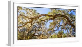 Low angle view of Spanish Moss tree (Tillandsia usneoides), Florida, USA-null-Framed Photographic Print