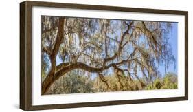 Low angle view of Spanish Moss tree (Tillandsia usneoides), Florida, USA-null-Framed Photographic Print