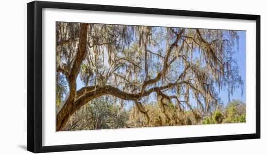 Low angle view of Spanish Moss tree (Tillandsia usneoides), Florida, USA-null-Framed Photographic Print