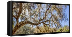 Low angle view of Spanish Moss tree (Tillandsia usneoides), Florida, USA-null-Framed Stretched Canvas