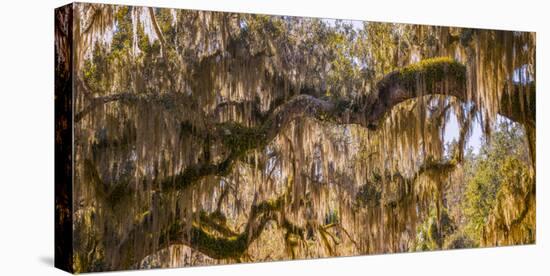 Low angle view of Spanish Moss tree (Tillandsia usneoides), Florida, USA-null-Stretched Canvas