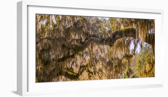 Low angle view of Spanish Moss tree (Tillandsia usneoides), Florida, USA-null-Framed Photographic Print