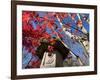 Low Angle View of Stone Lantern and Maple Tree in a Garden at Ritsuin Temple, Satobo, Japan-null-Framed Photographic Print