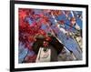 Low Angle View of Stone Lantern and Maple Tree in a Garden at Ritsuin Temple, Satobo, Japan-null-Framed Photographic Print