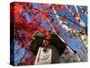 Low Angle View of Stone Lantern and Maple Tree in a Garden at Ritsuin Temple, Satobo, Japan-null-Stretched Canvas