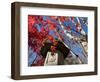 Low Angle View of Stone Lantern and Maple Tree in a Garden at Ritsuin Temple, Satobo, Japan-null-Framed Photographic Print