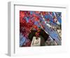 Low Angle View of Stone Lantern and Maple Tree in a Garden at Ritsuin Temple, Satobo, Japan-null-Framed Photographic Print