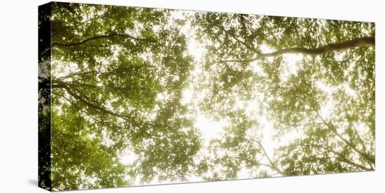 Low Angle View of Sunlight Shining Through the Trees in Summer-null-Stretched Canvas