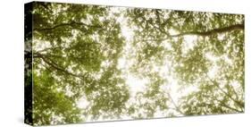 Low Angle View of Sunlight Shining Through the Trees in Summer-null-Stretched Canvas