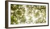 Low Angle View of Sunlight Shining Through the Trees in Summer-null-Framed Photographic Print