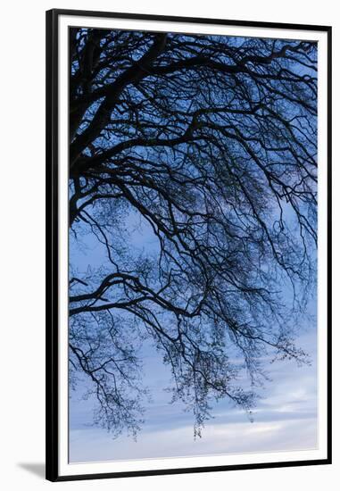 Low angle view of tree at dawn, Dark Hedges, Ballymoney, County Antrim, Northern Ireland-null-Framed Premium Photographic Print