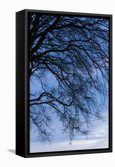 Low angle view of tree at dawn, Dark Hedges, Ballymoney, County Antrim, Northern Ireland-null-Framed Stretched Canvas