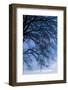 Low angle view of tree at dawn, Dark Hedges, Ballymoney, County Antrim, Northern Ireland-null-Framed Photographic Print