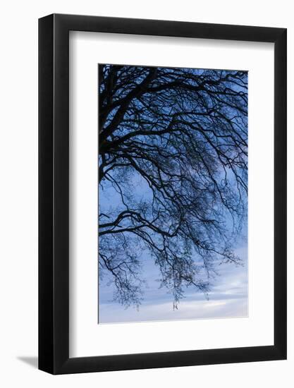 Low angle view of tree at dawn, Dark Hedges, Ballymoney, County Antrim, Northern Ireland-null-Framed Photographic Print