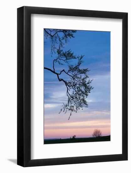 Low angle view of tree at dawn, Dark Hedges, Ballymoney, County Antrim, Northern Ireland-null-Framed Photographic Print