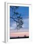 Low angle view of tree at dawn, Dark Hedges, Ballymoney, County Antrim, Northern Ireland-null-Framed Photographic Print
