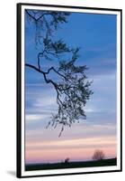 Low angle view of tree at dawn, Dark Hedges, Ballymoney, County Antrim, Northern Ireland-null-Framed Premium Photographic Print