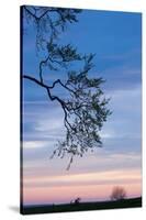 Low angle view of tree at dawn, Dark Hedges, Ballymoney, County Antrim, Northern Ireland-null-Stretched Canvas