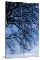 Low angle view of tree at dawn, Dark Hedges, Ballymoney, County Antrim, Northern Ireland-null-Stretched Canvas