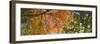 Low angle view of tree branch, Hoyt Arboretum, Washington Park, Portland, Oregon, USA-Panoramic Images-Framed Photographic Print