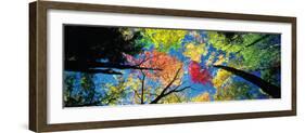 Low angle view of tree canopy, New Hampshire, USA-null-Framed Photographic Print