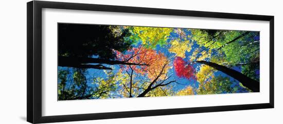 Low angle view of tree canopy, New Hampshire, USA-null-Framed Photographic Print