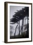 Low angle view of trees in the fog at Lands End, San Francisco, California, USA-Panoramic Images-Framed Photographic Print