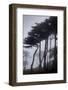 Low angle view of trees in the fog at Lands End, San Francisco, California, USA-Panoramic Images-Framed Photographic Print