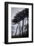 Low angle view of trees in the fog at Lands End, San Francisco, California, USA-Panoramic Images-Framed Photographic Print