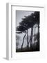 Low angle view of trees in the fog at Lands End, San Francisco, California, USA-Panoramic Images-Framed Photographic Print