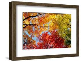 Low angle view of trees-null-Framed Photographic Print