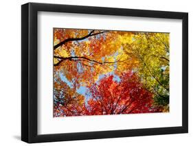 Low angle view of trees-null-Framed Photographic Print