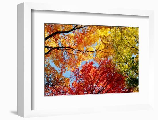 Low angle view of trees-null-Framed Photographic Print