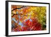 Low angle view of trees-null-Framed Premium Photographic Print