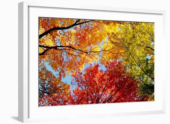 Low angle view of trees-null-Framed Photographic Print