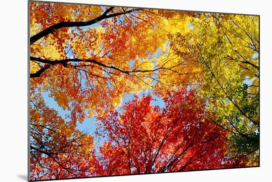 Low angle view of trees-null-Mounted Photographic Print