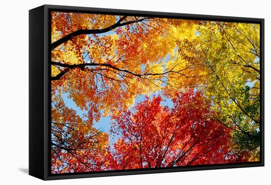 Low angle view of trees-null-Framed Stretched Canvas