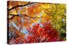 Low angle view of trees-null-Stretched Canvas