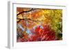 Low angle view of trees-null-Framed Photographic Print