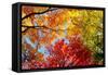 Low angle view of trees-null-Framed Stretched Canvas