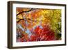 Low angle view of trees-null-Framed Photographic Print