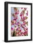 Low angle view of tulips, Netherlands-Adam Jones-Framed Photographic Print