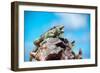 Low Angle View of Two Large Green Iguanas on a Rock against Blue Sky with their Mouths Open in the-PlusONE-Framed Photographic Print