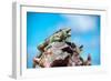 Low Angle View of Two Large Green Iguanas on a Rock against Blue Sky with their Mouths Open in the-PlusONE-Framed Photographic Print