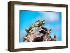 Low Angle View of Two Large Green Iguanas on a Rock against Blue Sky with their Mouths Open in the-PlusONE-Framed Photographic Print