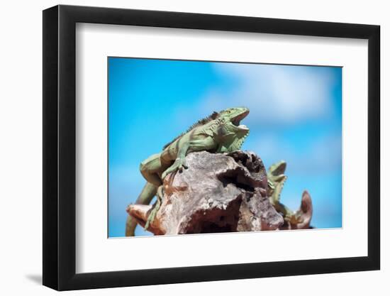 Low Angle View of Two Large Green Iguanas on a Rock against Blue Sky with their Mouths Open in the-PlusONE-Framed Photographic Print