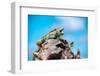 Low Angle View of Two Large Green Iguanas on a Rock against Blue Sky with their Mouths Open in the-PlusONE-Framed Photographic Print