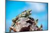 Low Angle View of Two Large Green Iguanas on a Rock against Blue Sky with their Mouths Open in the-PlusONE-Mounted Photographic Print