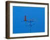 Low angle view of weather vane-null-Framed Photographic Print